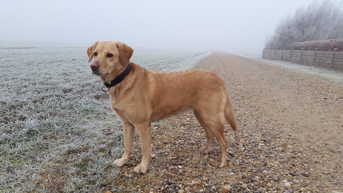 Labrador retriever Ziggi billede 2