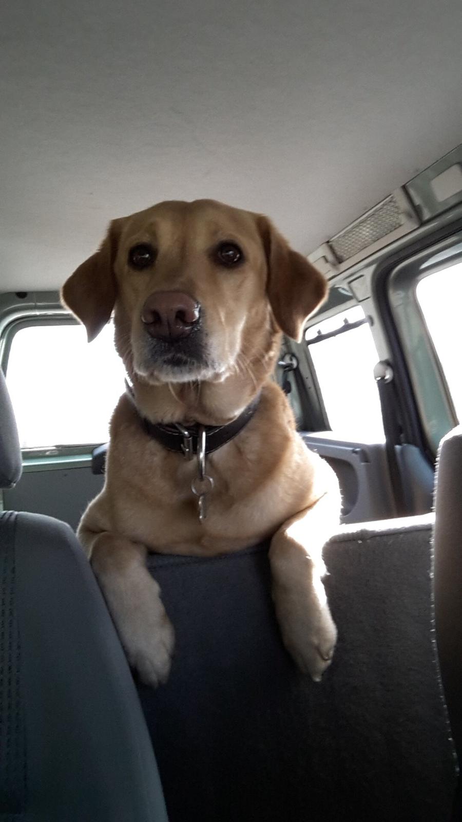 Labrador retriever Ziggi billede 3