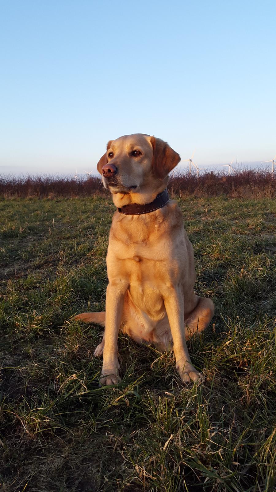 Labrador retriever Ziggi billede 4