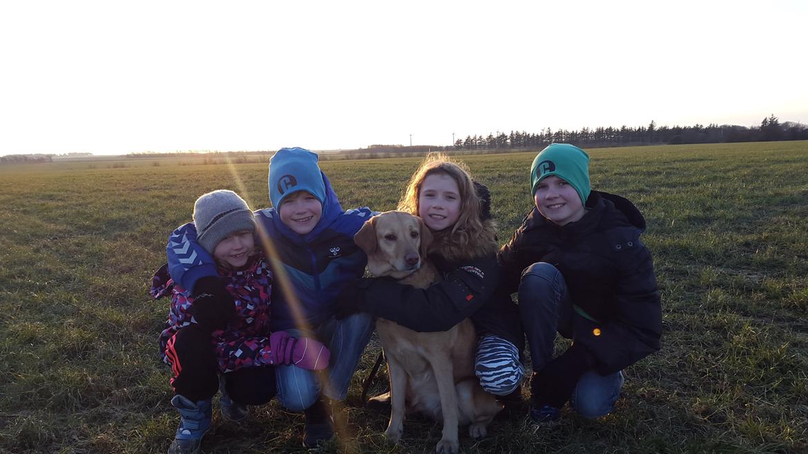 Labrador retriever Ziggi billede 5