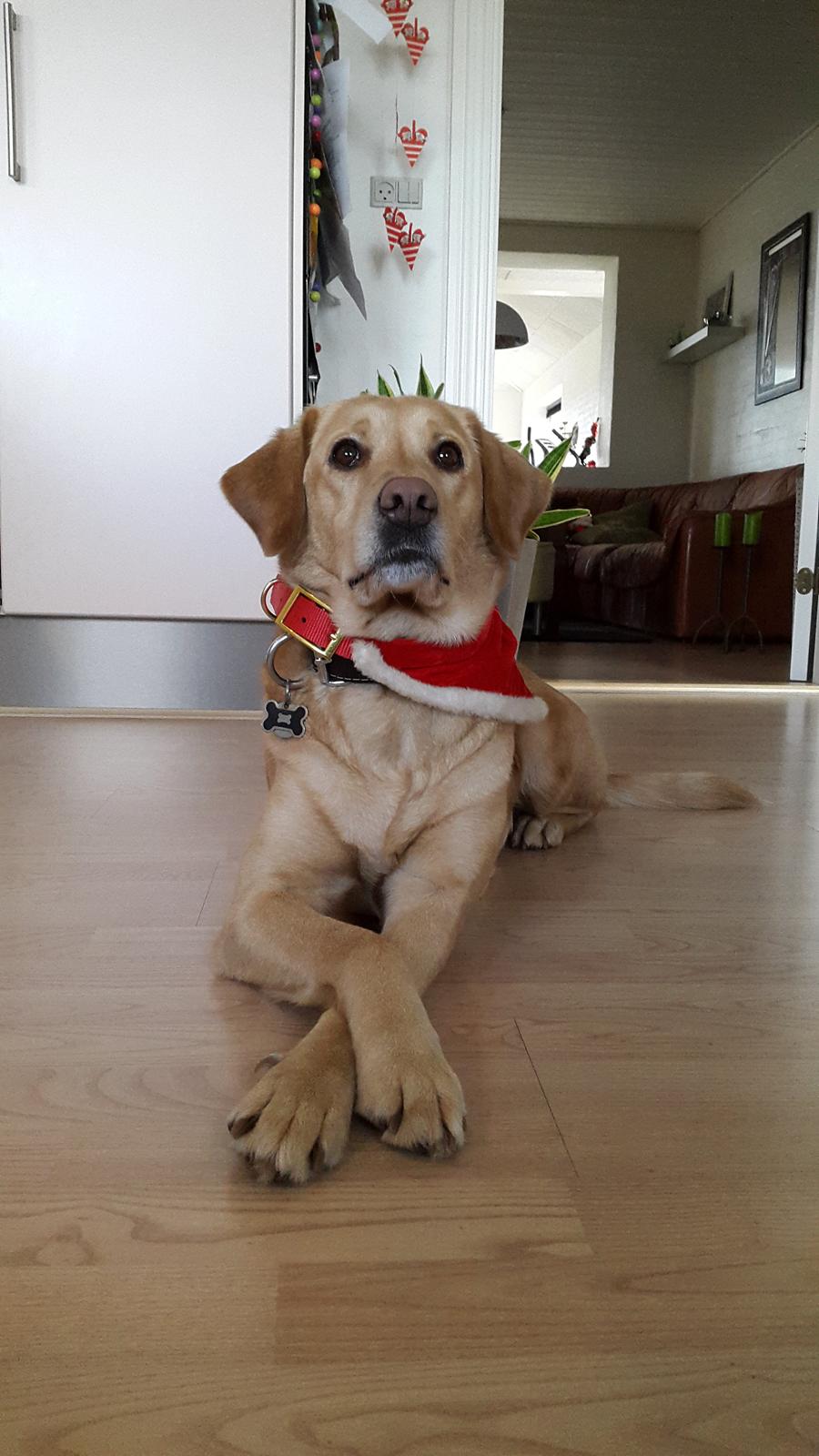 Labrador retriever Ziggi billede 6