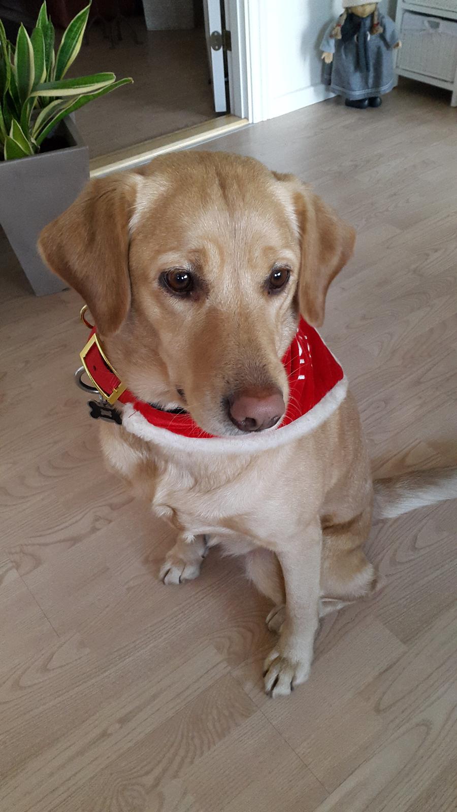 Labrador retriever Ziggi billede 7