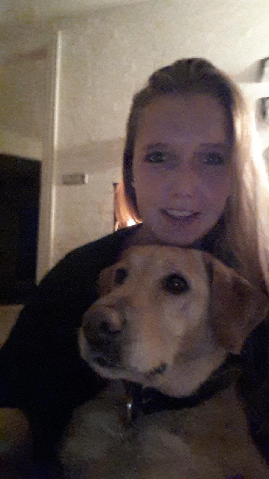 Labrador retriever Ziggi billede 8