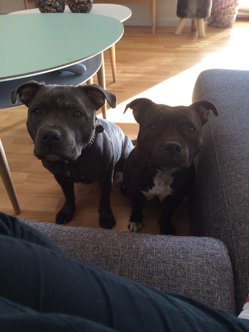 Staffordshire bull terrier Tino billede 1