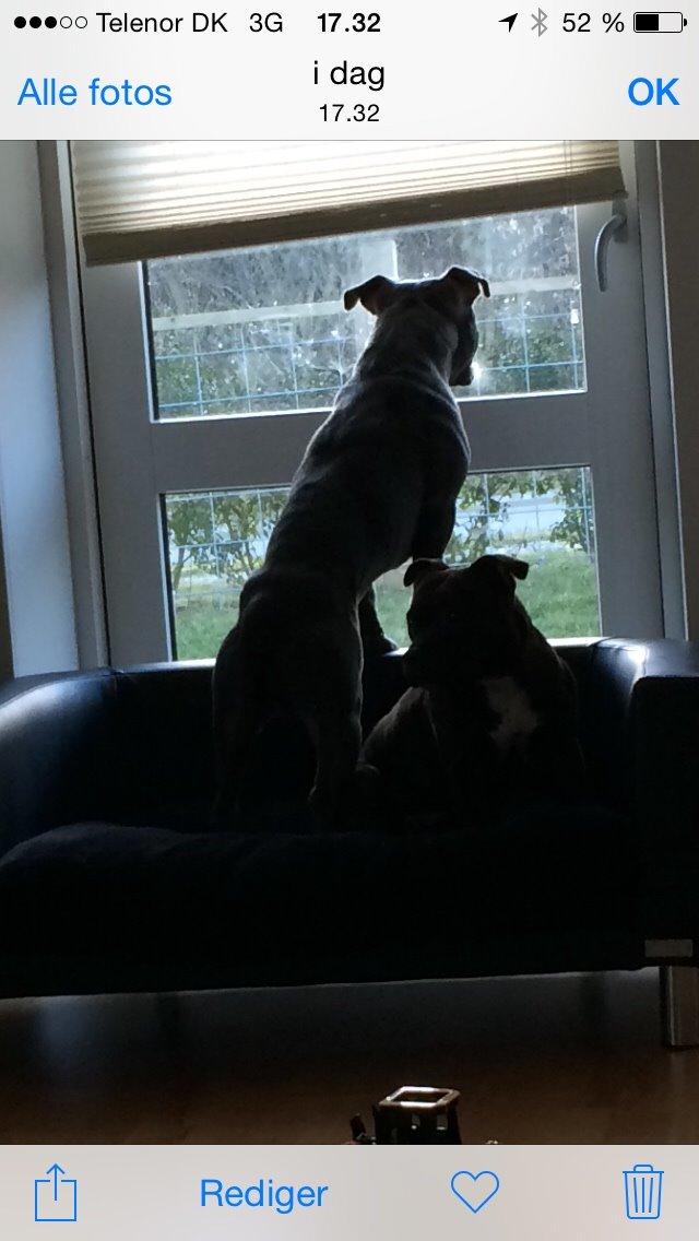 Staffordshire bull terrier Tino billede 2