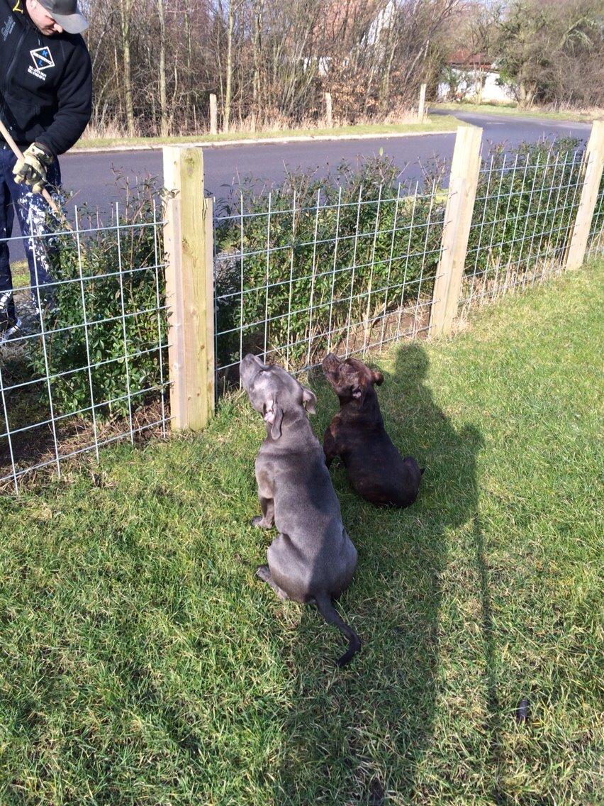 Staffordshire bull terrier Tino billede 3