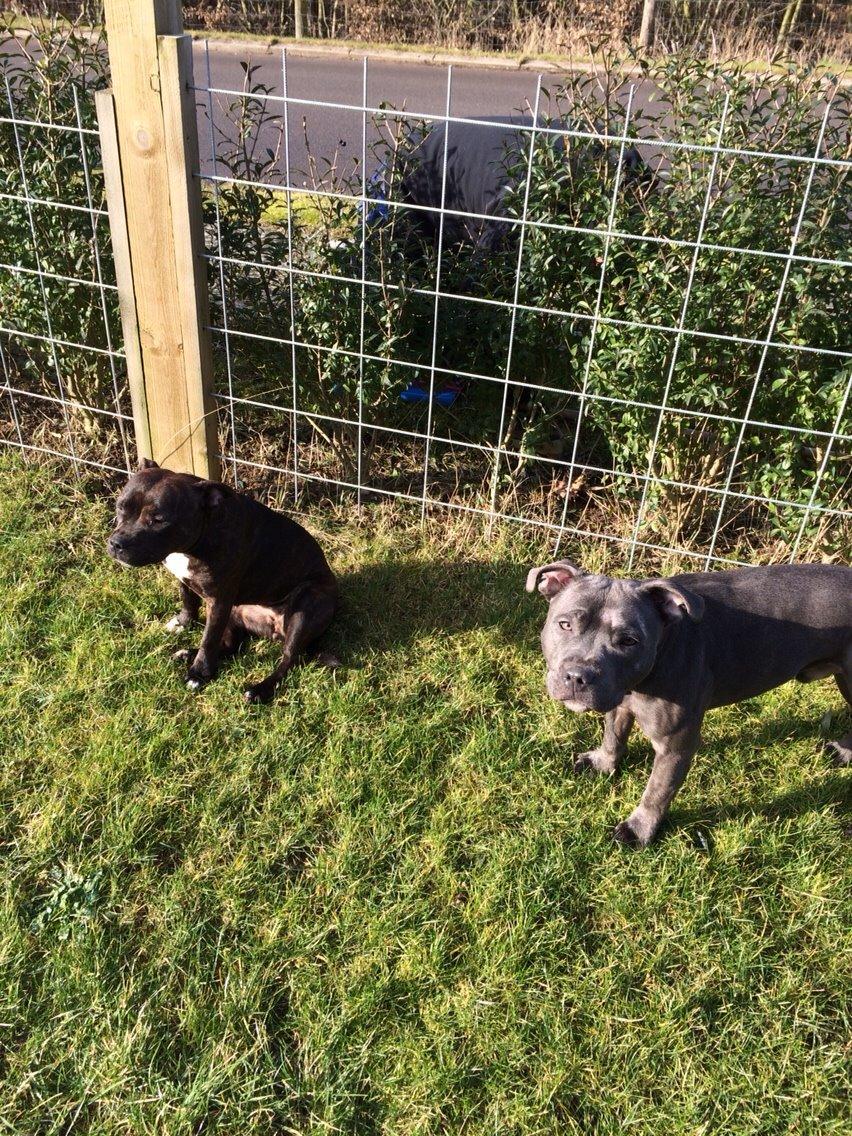 Staffordshire bull terrier Tino billede 4
