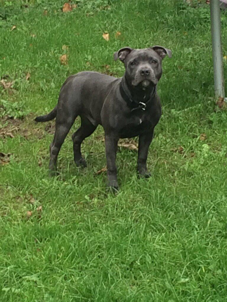 Staffordshire bull terrier Tino billede 5