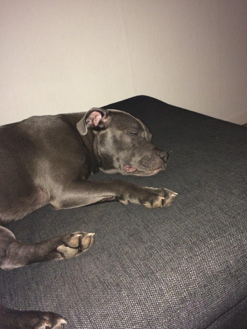 Staffordshire bull terrier Tino billede 6