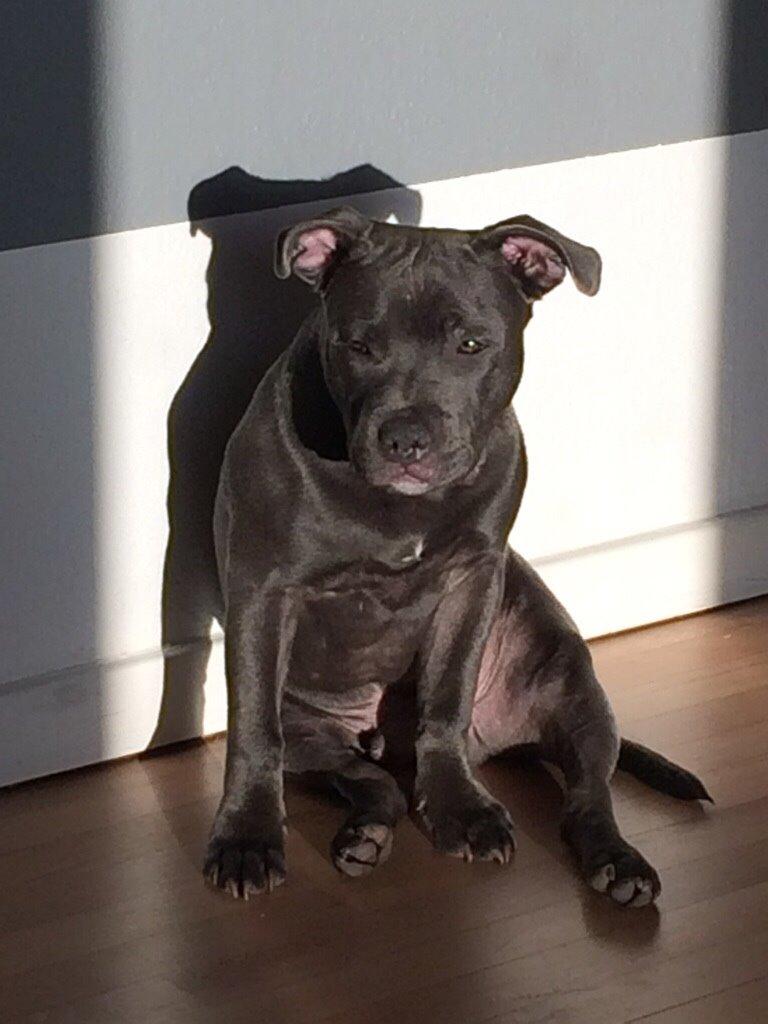 Staffordshire bull terrier Tino billede 7