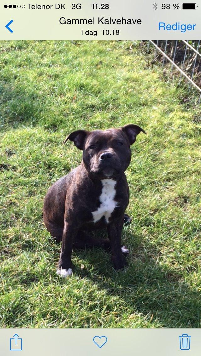 Staffordshire bull terrier Shiva billede 2
