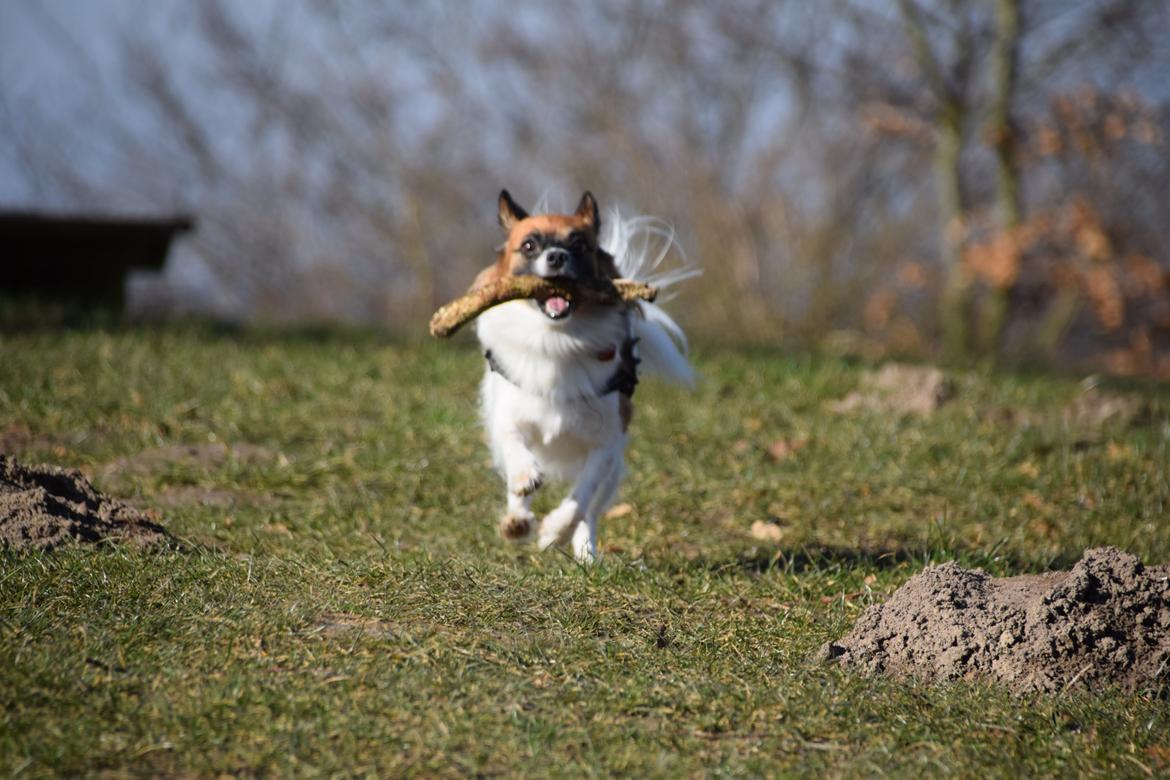 Blanding af racer Chanel billede 7