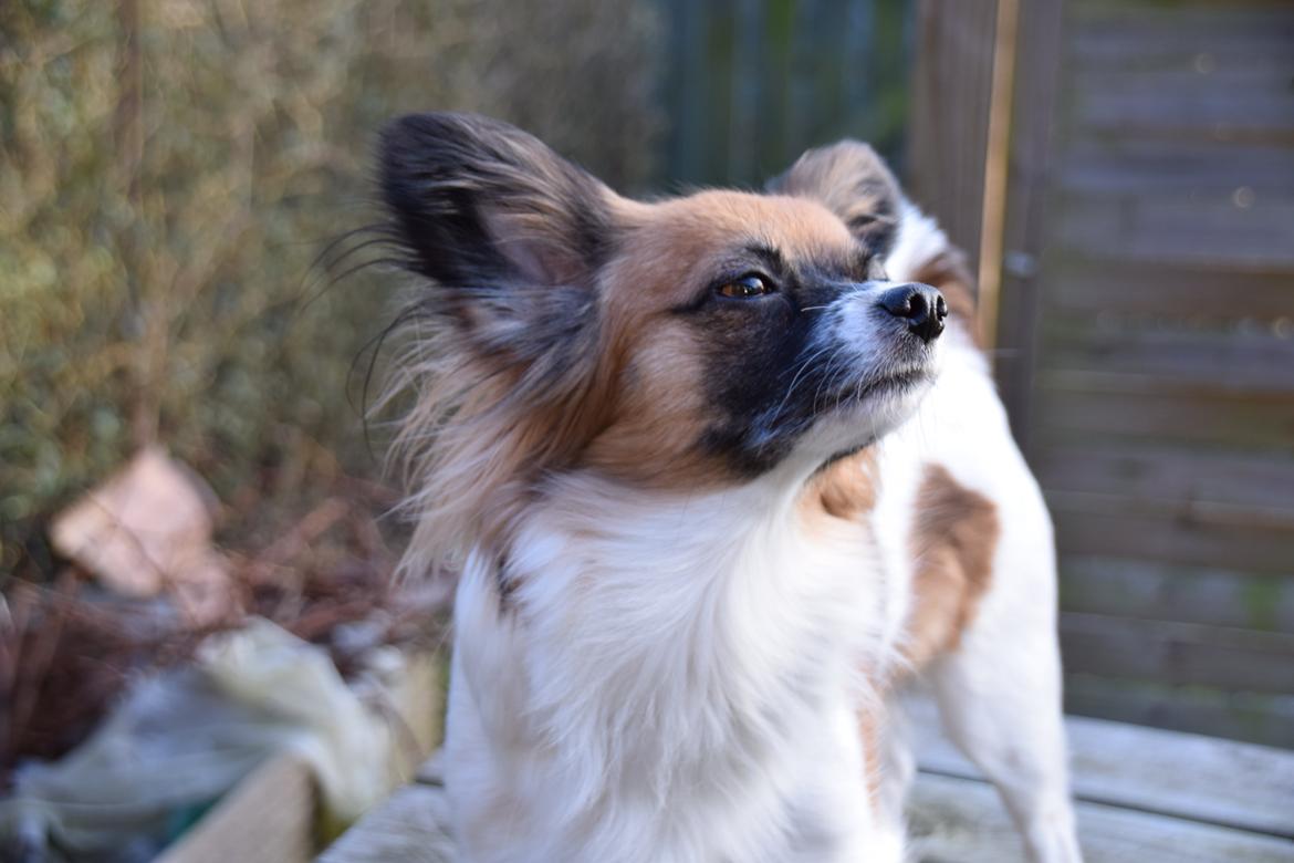 Blanding af racer Chanel billede 9