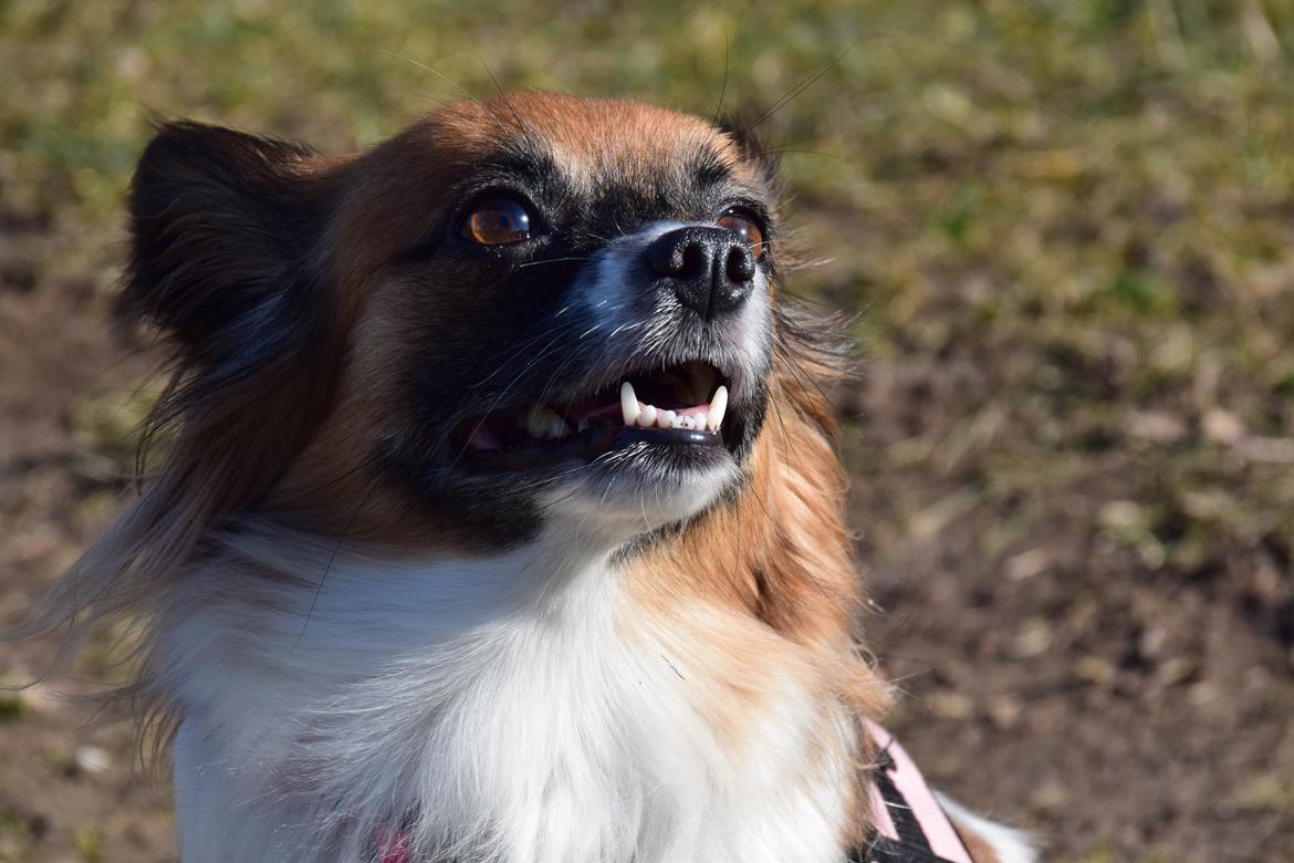 Blanding af racer Chanel billede 5