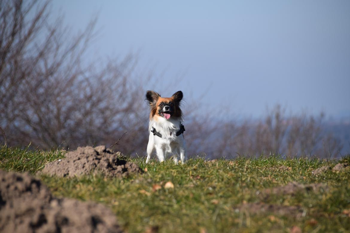 Blanding af racer Chanel billede 4