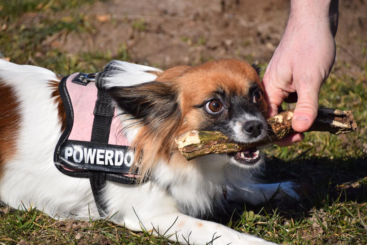 Blanding af racer Chanel billede 2