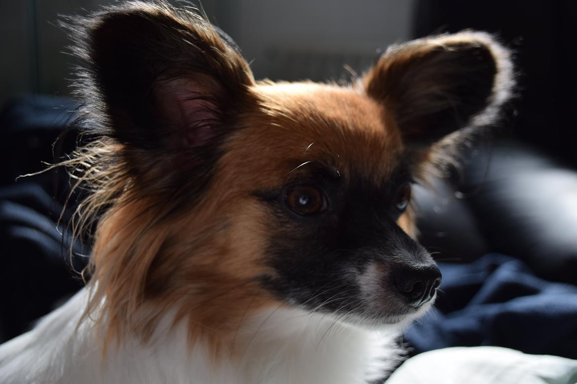 Blanding af racer Chanel billede 10