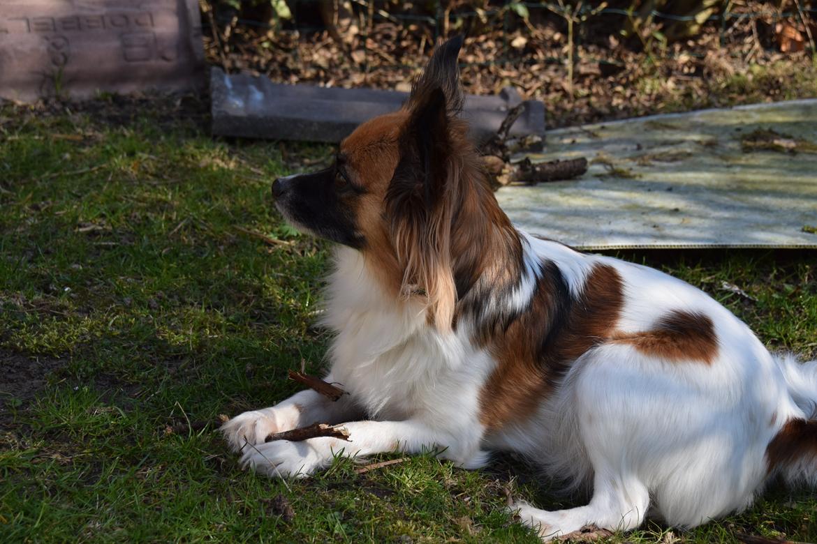 Blanding af racer Chanel billede 11