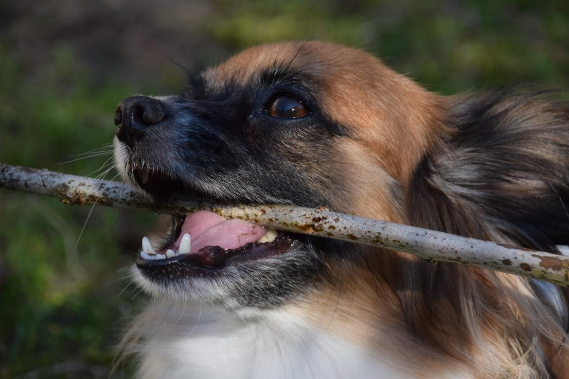 Blanding af racer Chanel billede 8