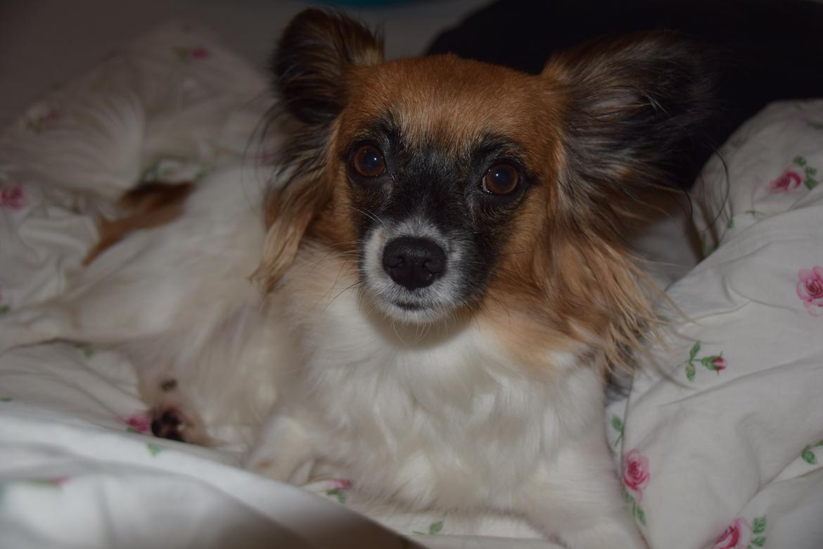 Blanding af racer Chanel billede 6