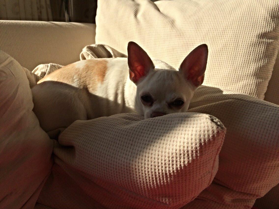 Chihuahua Lucky - Puttefis <3 - Nyder solen efter en lang gå tur. :) billede 2