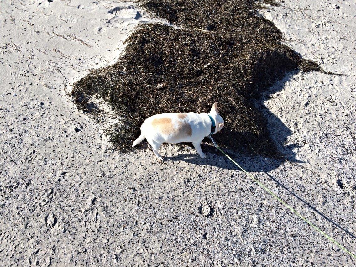 Chihuahua Lucky - Puttefis <3 - Første gå tur på stranden, det var hyggeligt! :D billede 3