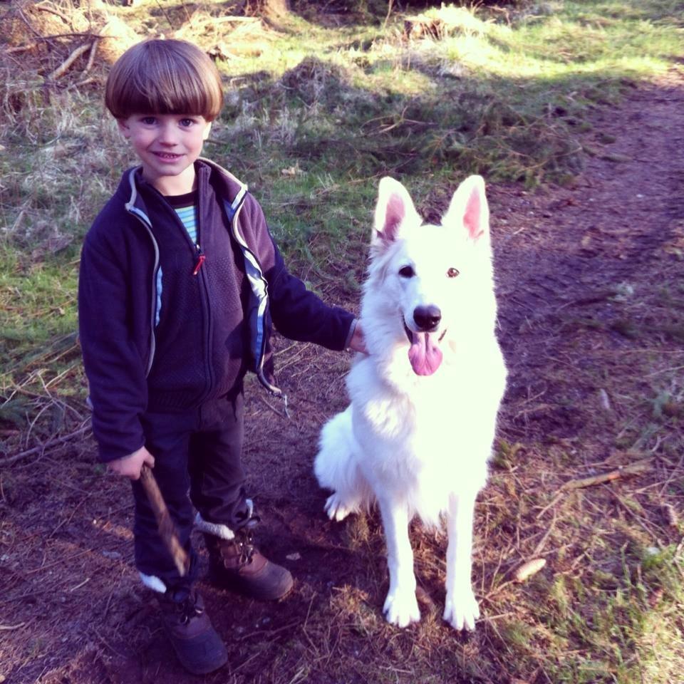 Schæferhund Alfa billede 2