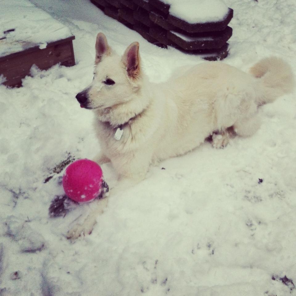 Schæferhund Alfa billede 1