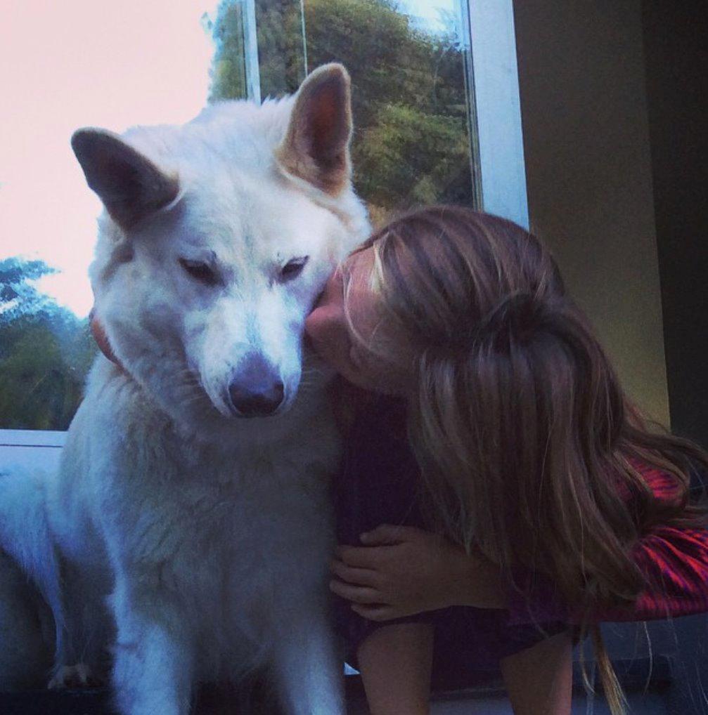 Schæferhund Alfa billede 4