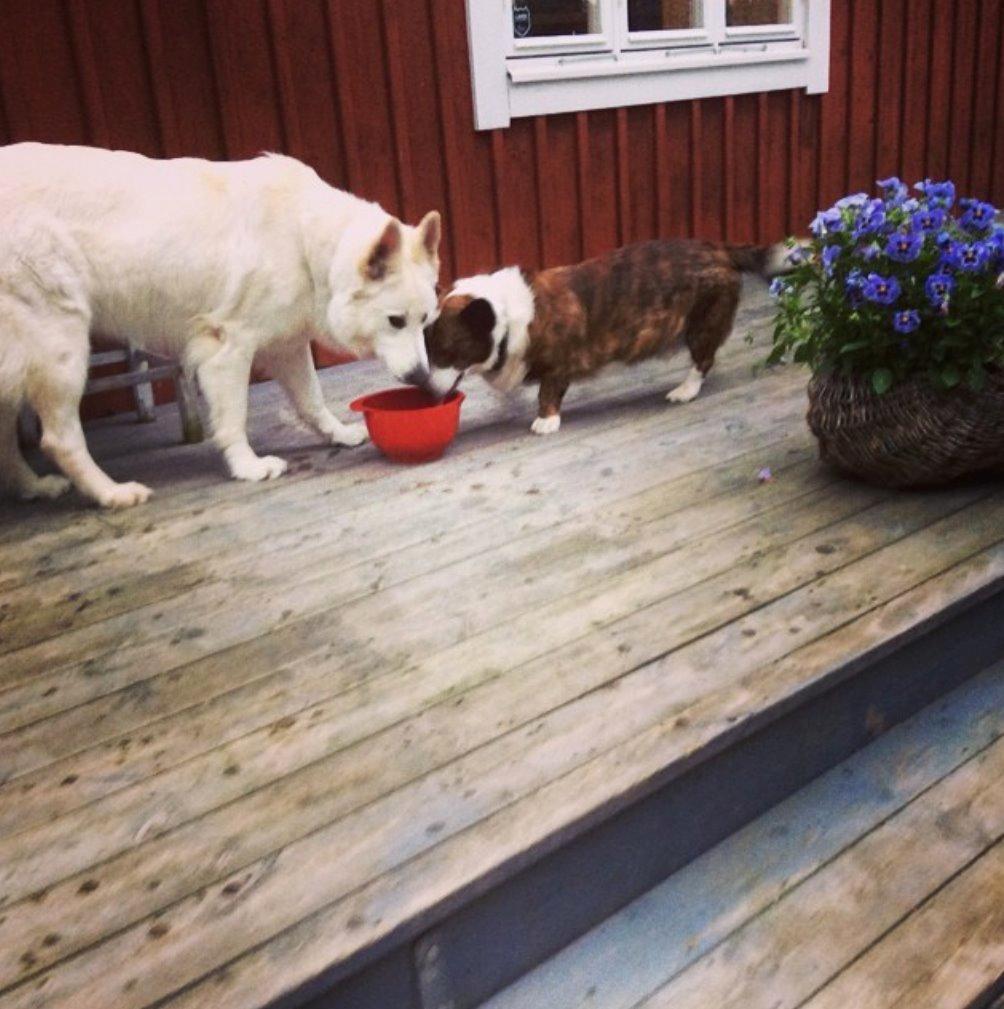 Schæferhund Alfa billede 5