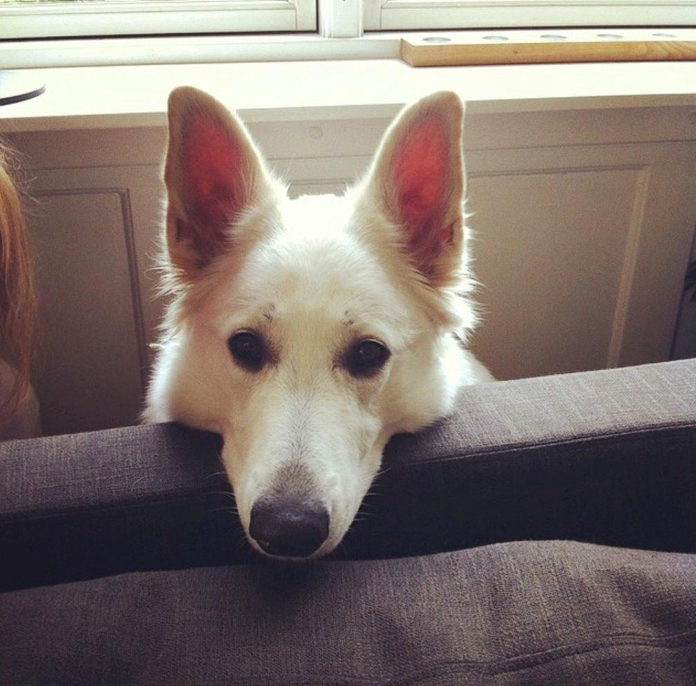 Schæferhund Alfa billede 6