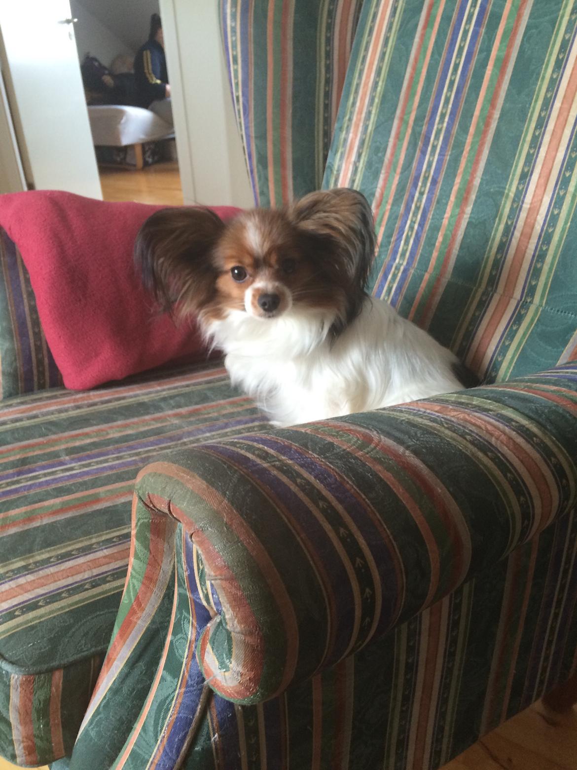 Papillon Maggie billede 2