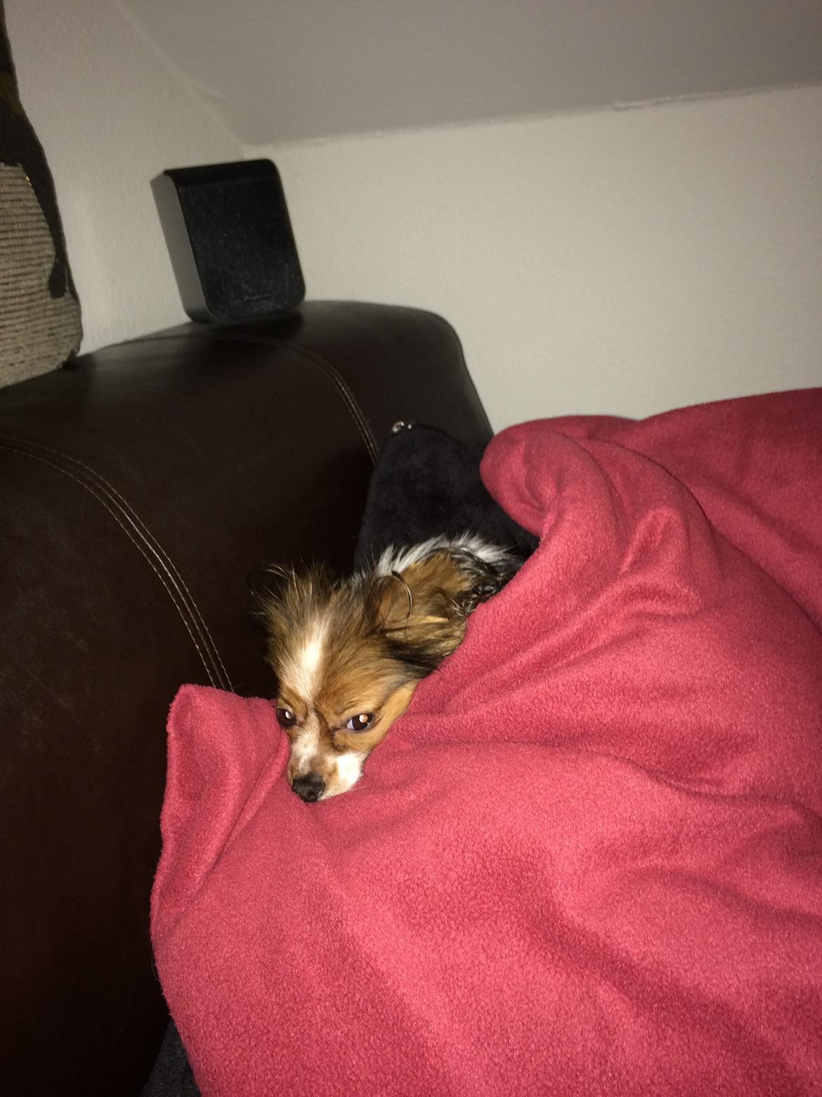 Papillon Maggie billede 1