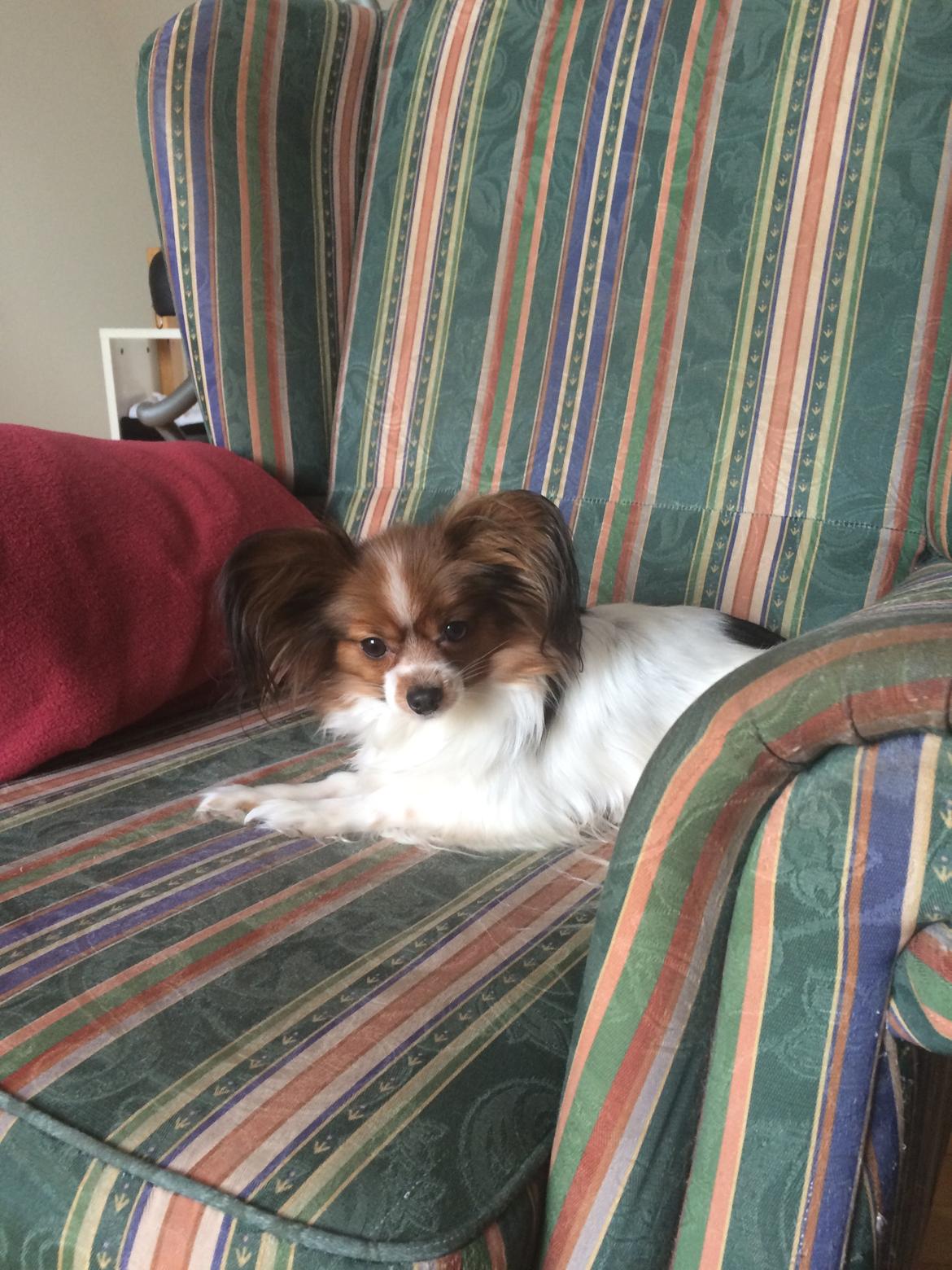 Papillon Maggie billede 4