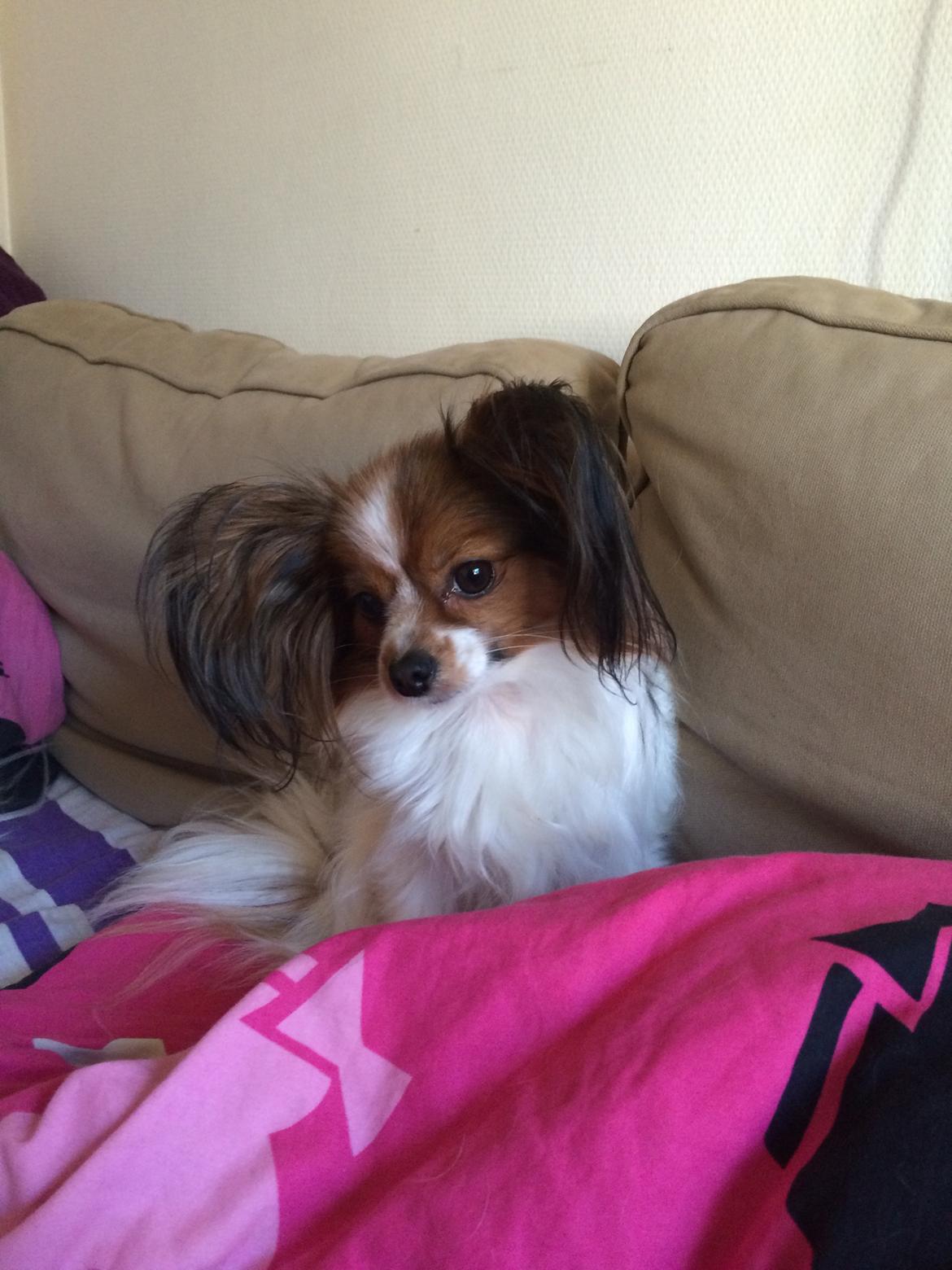 Papillon Maggie billede 6