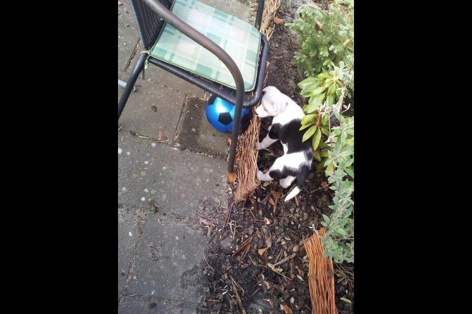 Border collie Stella billede 7