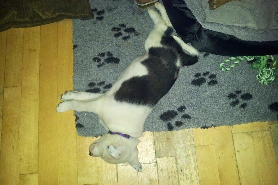 Border collie Stella billede 8