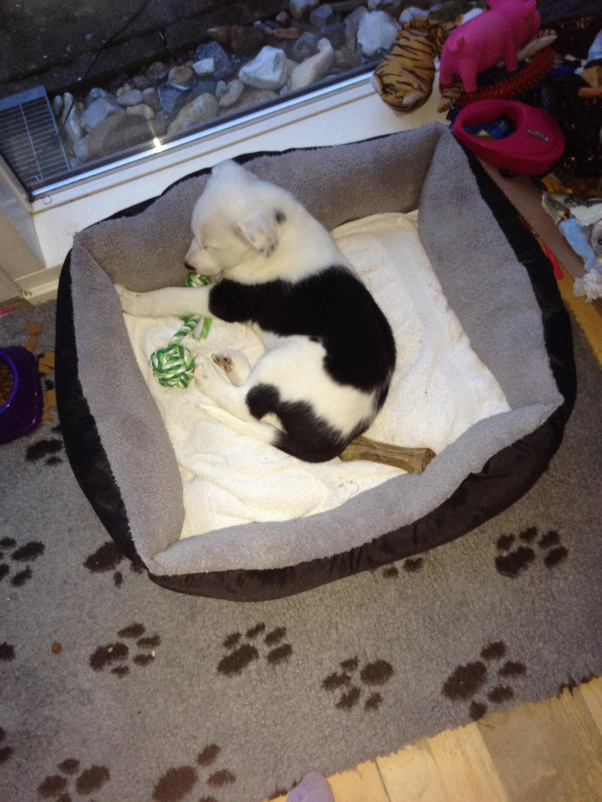 Border collie Stella billede 11