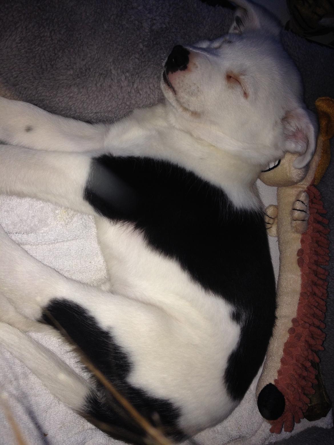 Border collie Stella billede 12