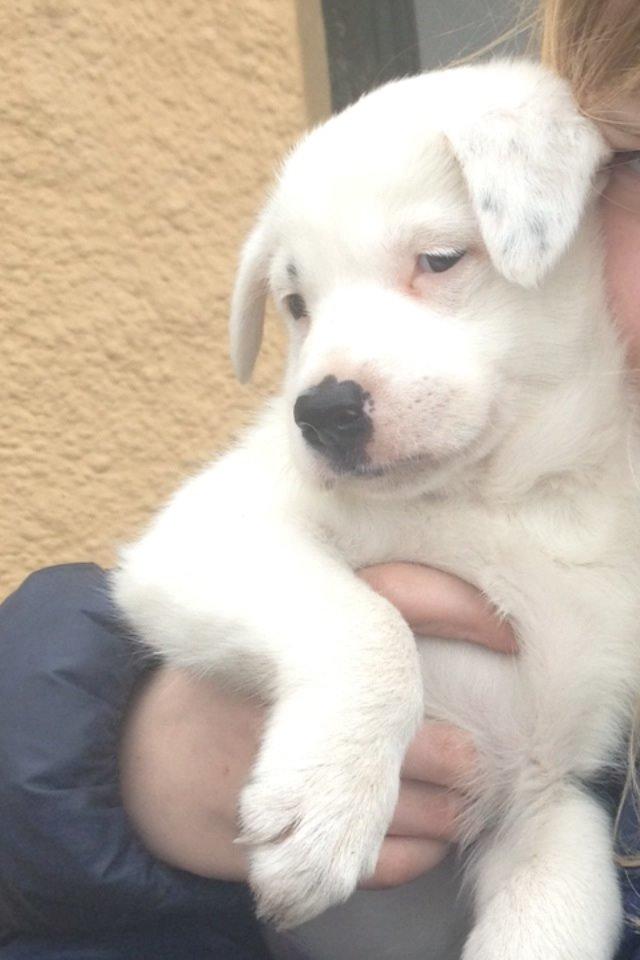 Border collie Stella billede 16