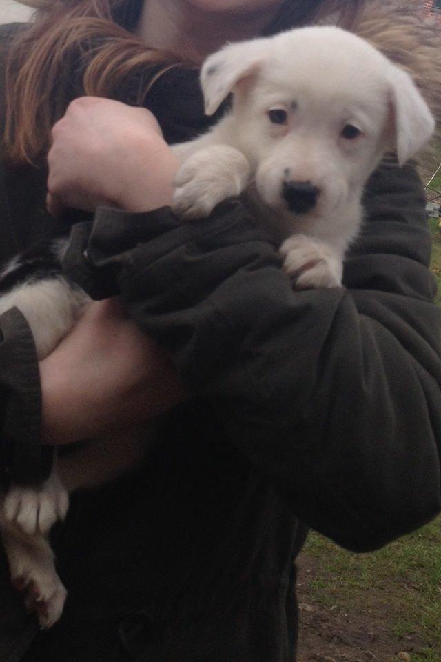 Border collie Stella billede 17