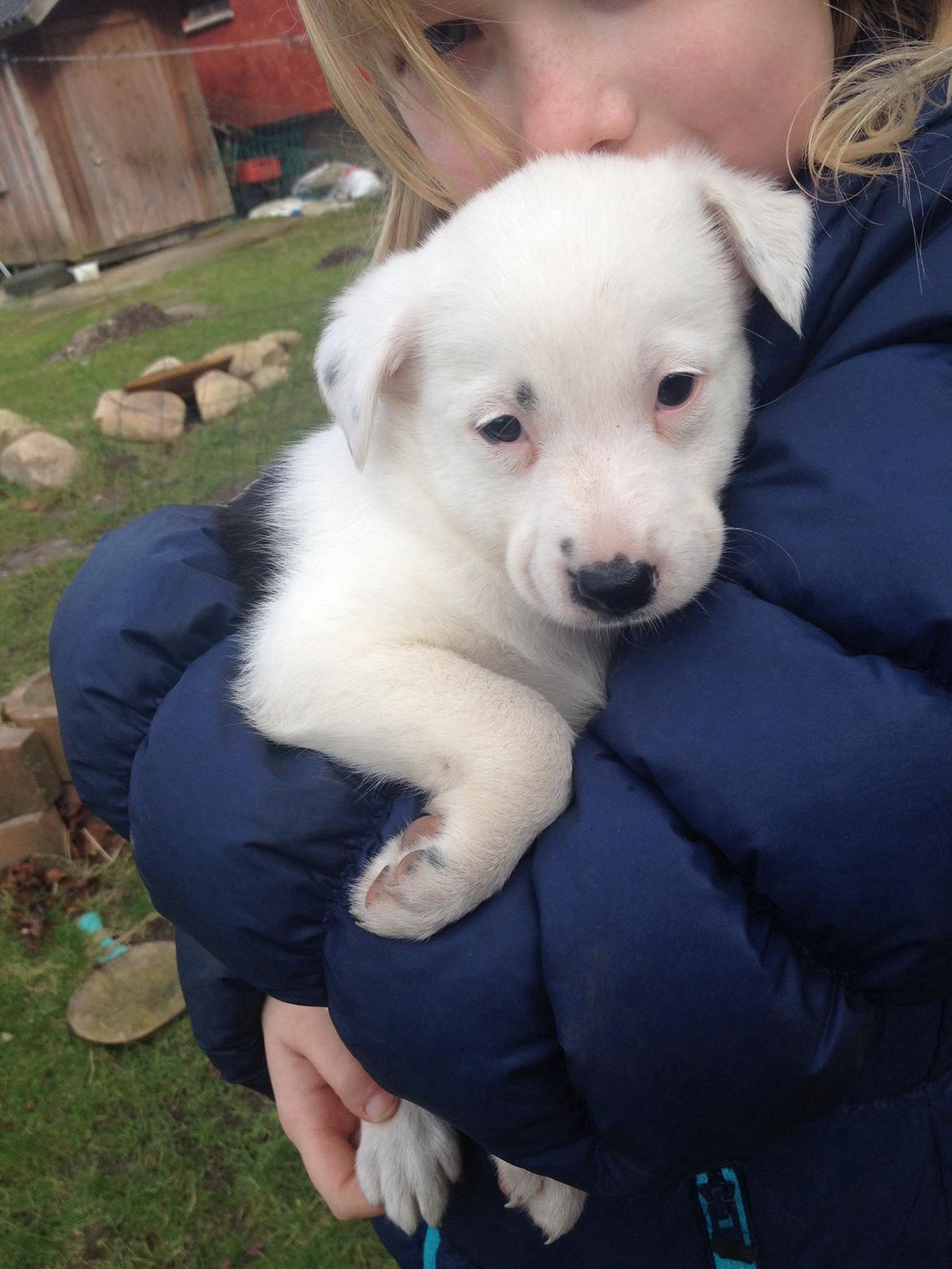 Border collie Stella billede 18