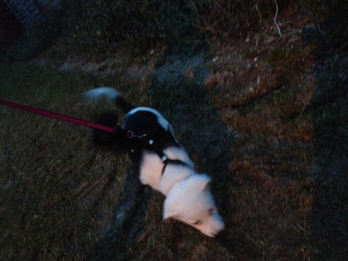 Border collie Stella billede 15