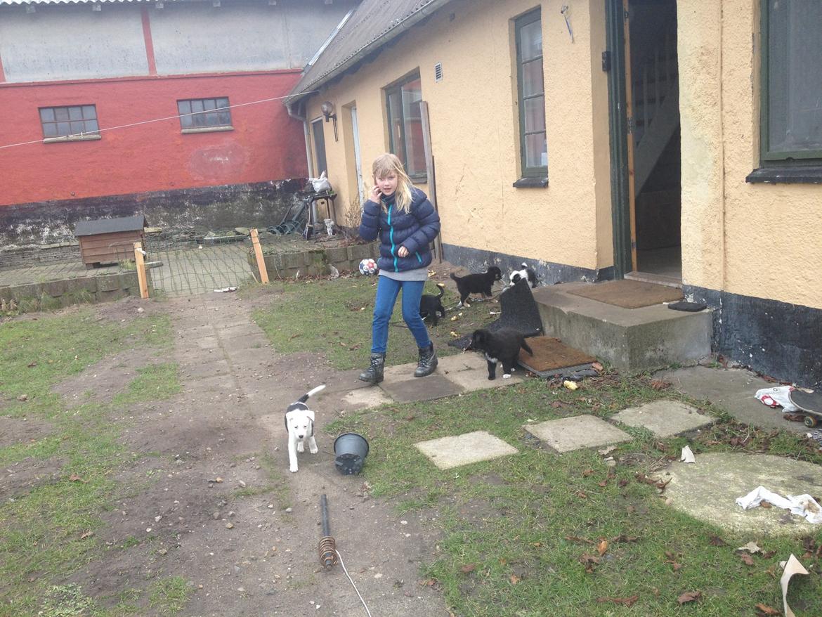 Border collie Stella billede 19