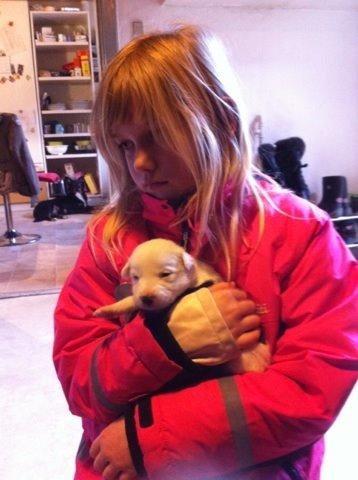 Border collie Stella billede 20