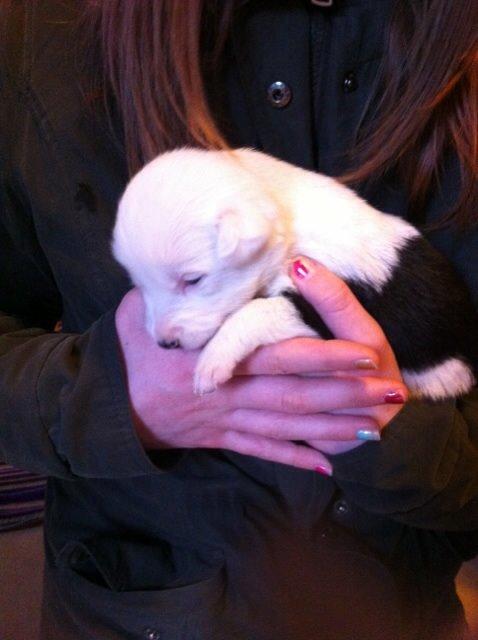 Border collie Stella billede 22