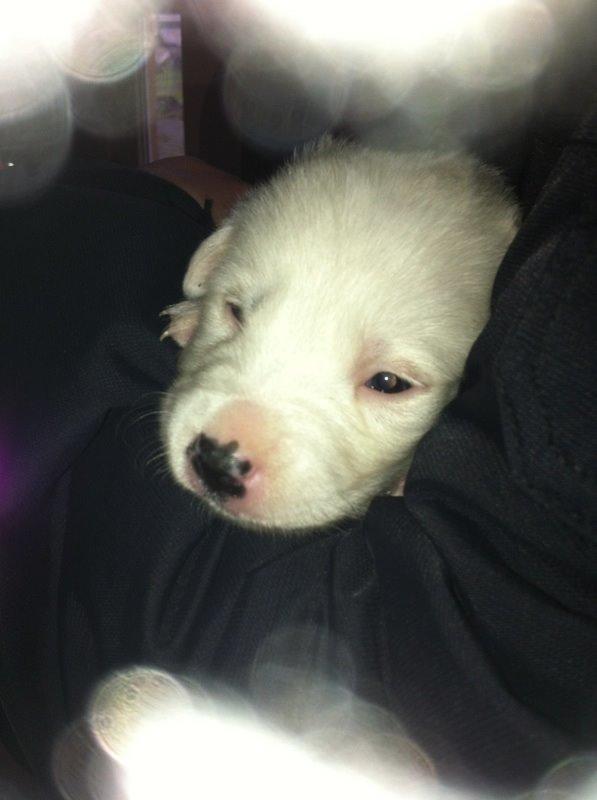 Border collie Stella billede 21