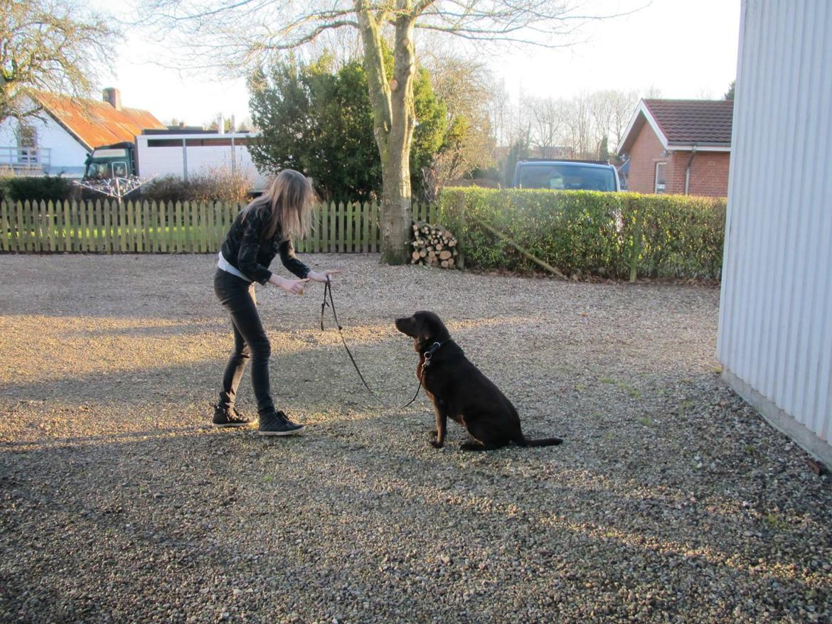 Labrador retriever Bella<3 billede 9