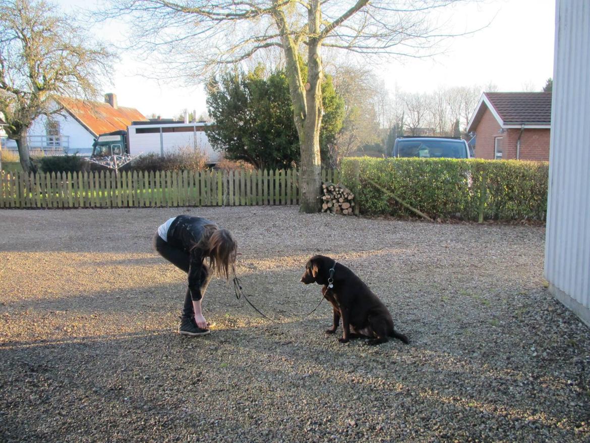 Labrador retriever Bella<3 billede 10