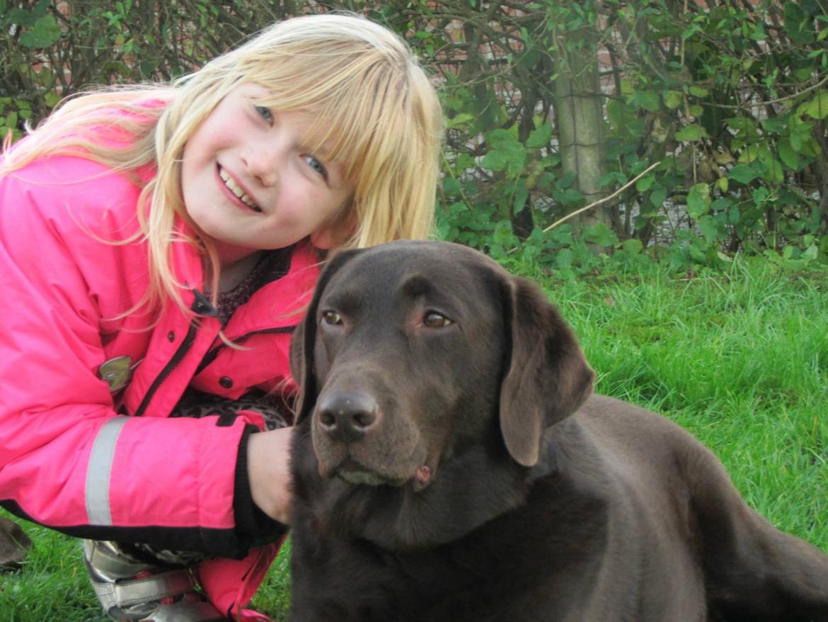 Labrador retriever Bella<3 billede 14